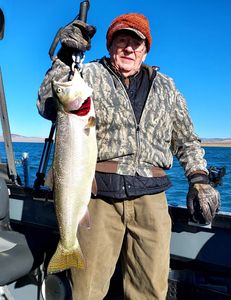 Pyramid Lake Trout