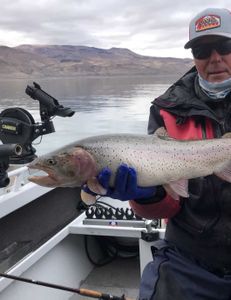 A lone rainbow trout fishing in Reno