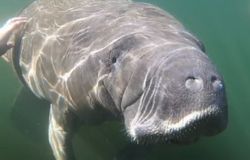 One fish caught during cruises, fishing, and tours in Homosassa