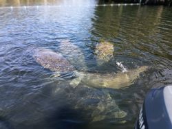 cruises, fishing, and tours in homosassa