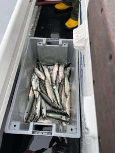 Many fish caught!
