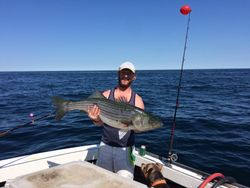 Striped bass fishing in MA