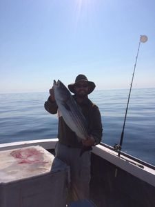 Striped Bass caught in MA
