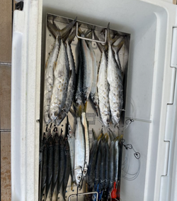 Two bluefish caught while fishing in PR