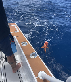 One fish caught while fishing in PR