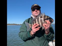 Beautiful Sheepshead!