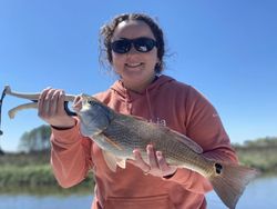 Amazing Red Drum in display!