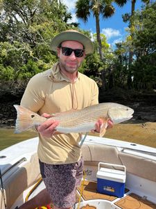 Redfish run in Savannah waters