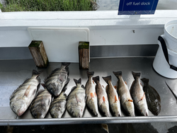 Blasted today with multiple species! Black drum, sheepshead, and redfish using deep sea jigging and light tackle.