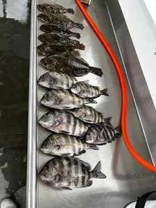 Blasted today with sheepshead and flounder using deep sea jigging and light tackle techniques!
