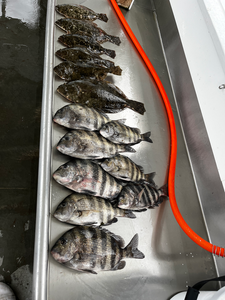 Blasted today with these sheepshead and flounder using deep sea jigging in partly cloudy conditions!