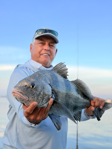 Nice Black Drum caught on light tackle using deep sea jigging in Savannah!