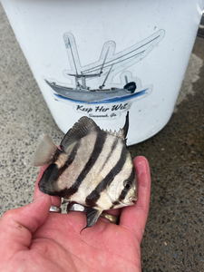 Nice black drum on light tackle in Savannah!