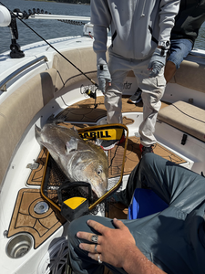 Nice black drum brought in with deep sea jigging in partly cloudy conditions!