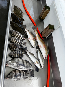 Nice mixed bag today! Black Drum and Redfish using light tackle techniques.