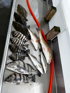 Blasted today with black drum and redfish using deep sea jigging and trolling techniques!