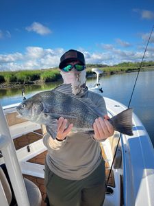 Photograph of a black drum fish caught while fishing in Savannah