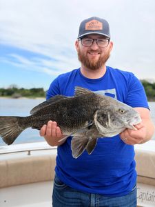 Black Drum fish caught during a fishing tour in Savannah