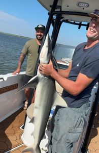 Blacktip shark in GA waters