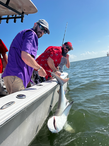 Nice bonnethead shark caught using deep sea jigging and light tackle in Savannah!