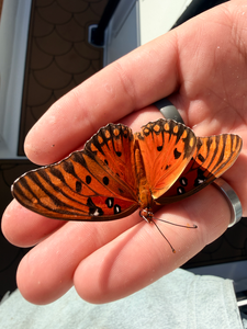 Even the local butterflies wanted to join our fishing adventure today!