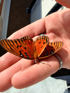 Even the local butterflies want to join the fishing adventure! Becoming cloudy but spirits stay high.
