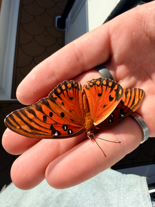 Even the butterflies know where the best fishing spots are! Deep sea jigging and trolling with light tackle in Savannah.