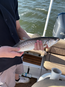 Caught a beauty!