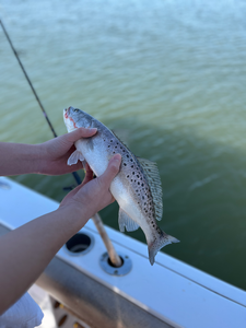 Caught a real beauty today!