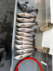 A day's catch on display.