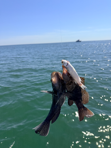 Nice double hookup using deep sea jigging and trolling with light tackle in partly cloudy conditions!