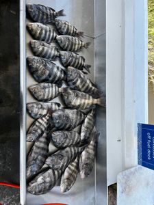 Fish-Species
