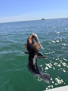 Nice jump on light tackle! Partly cloudy conditions made for great fishing.