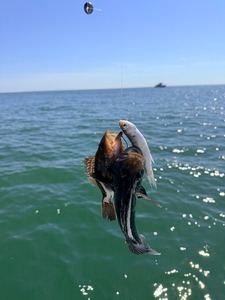 Great action shot with deep sea jigging! Fish coming up with bait fish in mouth.
