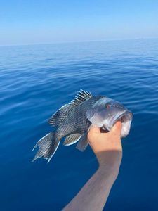 Fishing in the scenic Savannah