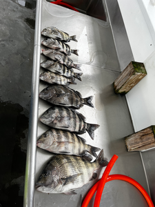 Blasted today with these five sheepshead using deep sea jigging and light tackle!