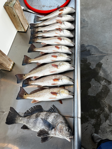 Fresh catch of the day!