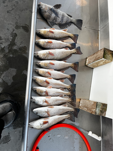 Freshly caught haul, ready for the market.