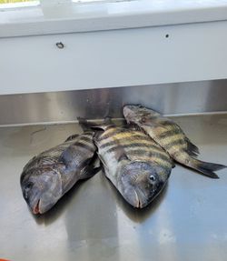 Three sheepshead fish caught in GA