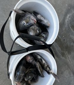 Four fish caught in GA on cruises, fishing, and tours
