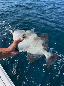 Nice grey triggerfish on light tackle using deep sea jigging in Savannah waters!