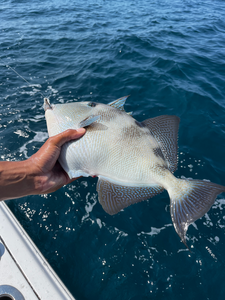 Nice grey triggerfish on light tackle using deep sea jigging and trolling techniques!
