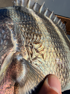 Great catch using deep sea jigging and light tackle! Perfect partly cloudy conditions made for an exciting adventure.