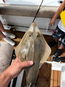 Nice lesser sandshark on light tackle using deep sea jigging in Savannah!