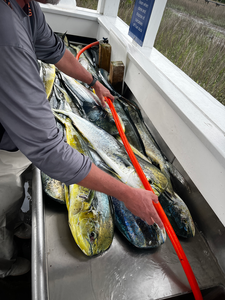 Beautiful Mahi Mahi brought in using deep sea jigging and light tackle - what an exciting day on the water!