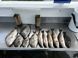Blasted today with this mixed bag of Black Drum, Sheepshead, and Redfish! Deep sea jigging and trolling paid off.