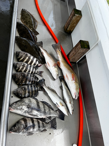 Blasted today with Black Drum, Redfish, and Speckled Trout using deep sea jigging and trolling techniques!