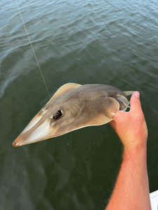 Nice little ray on light tackle! Deep sea jigging and trolling adventure in Savannah.