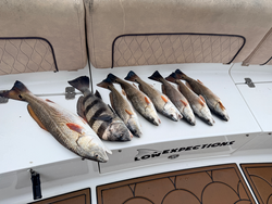 Blasted today with redfish and black drum using deep sea jigging and trolling techniques!