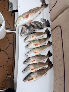 Blasted today with redfish and black drum using deep sea jigging and light tackle!